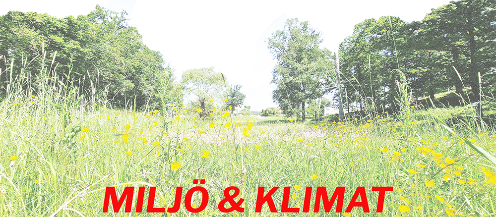 Träd i bakgrunden och en äng med smörblommor i förgrunden. Text i bilden: "Miljö & klimat".